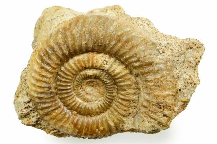 Jurassic Ammonite (Cleistosphinctes) Fossil - Évrecy, France #367731